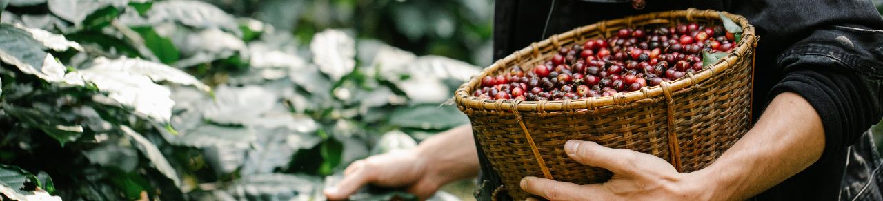 Coffee Beans Plant